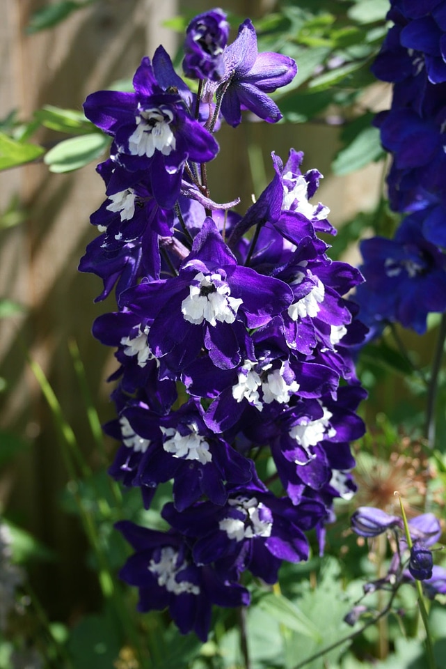 Attractive stunning garden