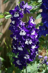Attractive stunning garden