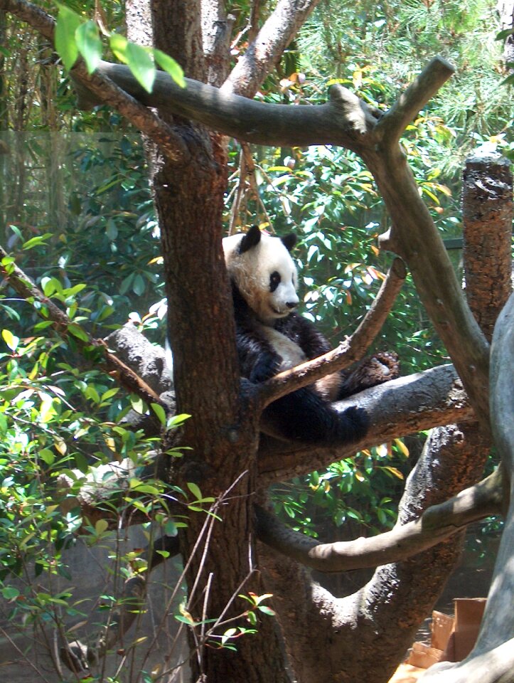 Animal wildlife cute