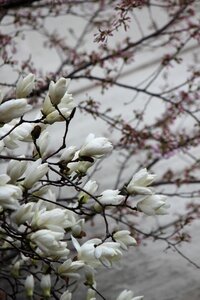 Magnolia non spring