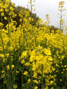 Rape the scenery garden