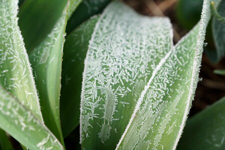 Iced spring cold