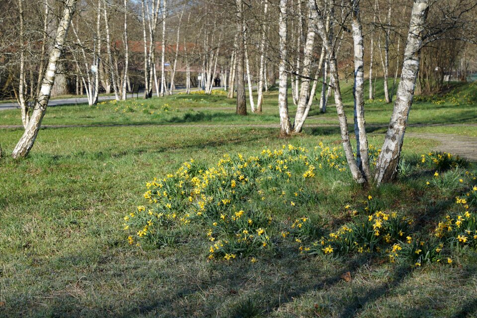 Green tuttlingen spring