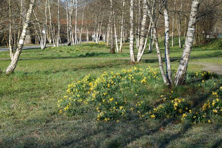 Green tuttlingen spring