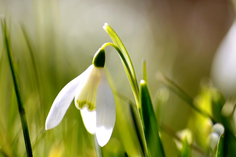 Meadow white wildflowers