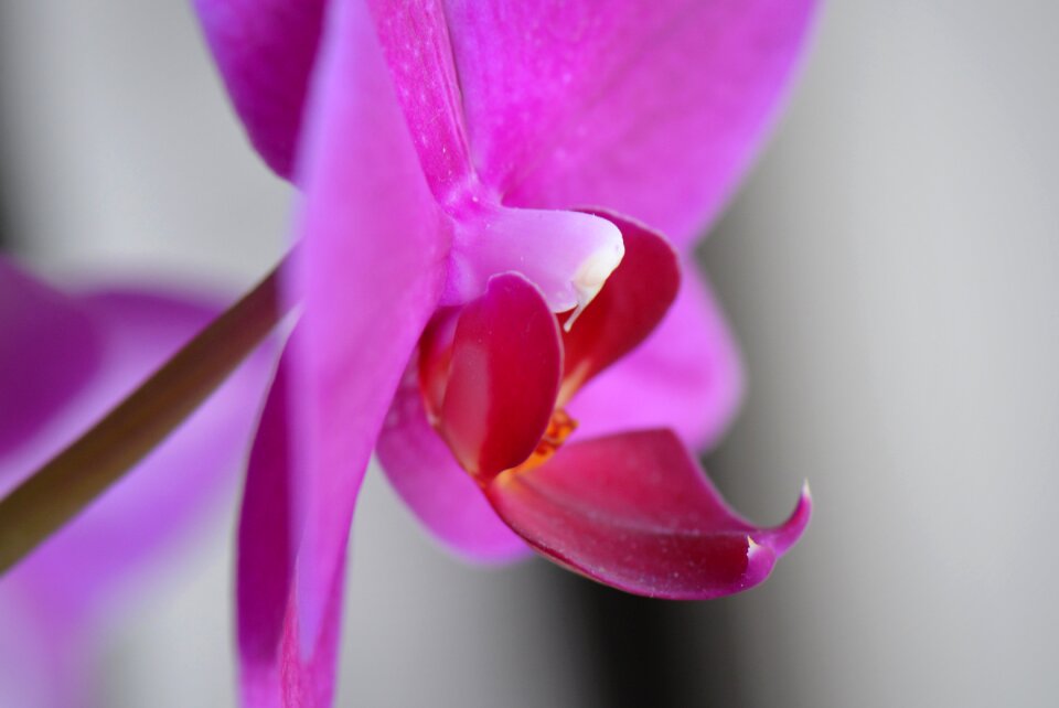 Orchid flower nature
