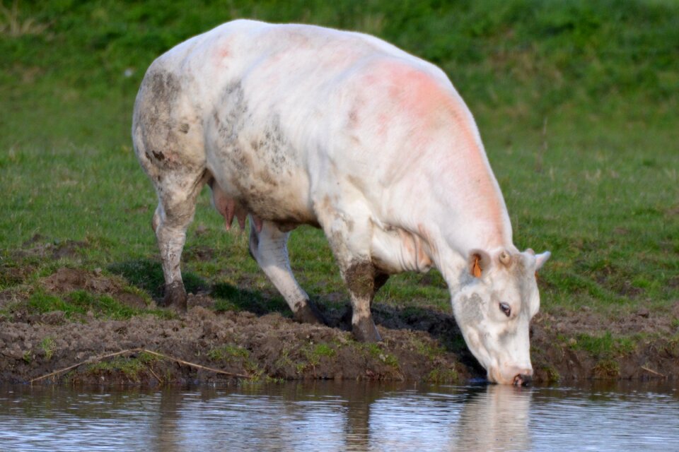 Beef nature drinking