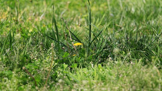 Nature blooming plant