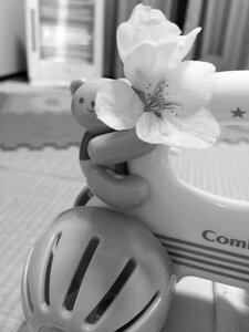 Toy flower white