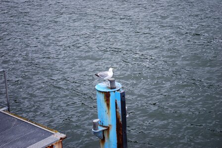 Seagull baltic sea bird photo