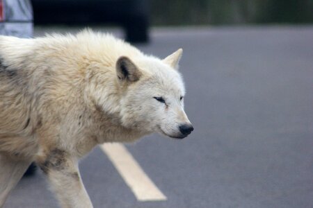 Gray cross gray wolf