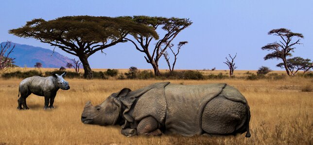 Big game safari park pachyderm photo