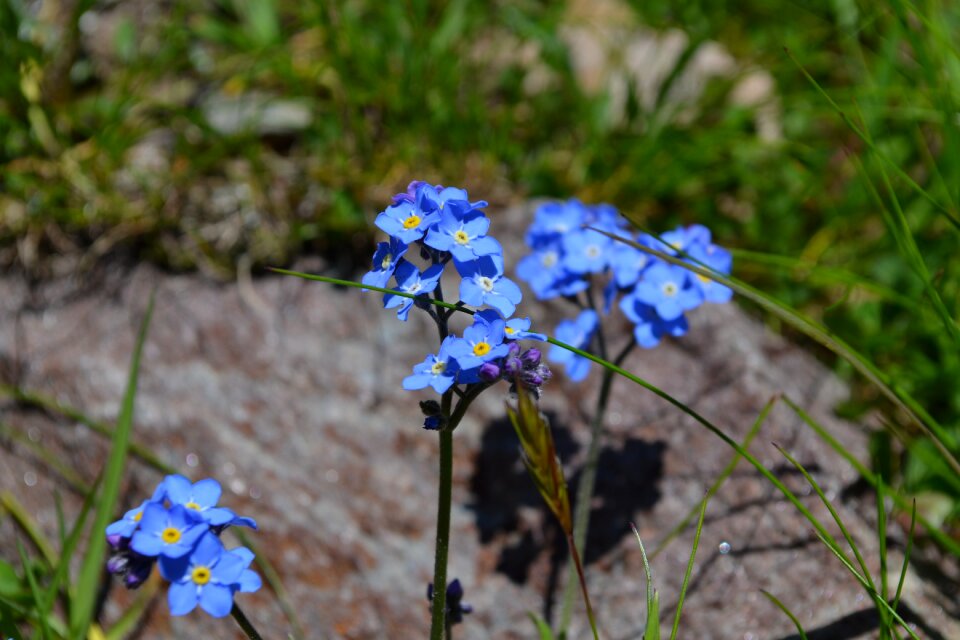 Petals nature landscape