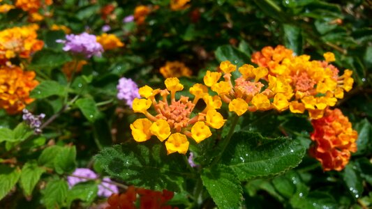 Spring garden landscape