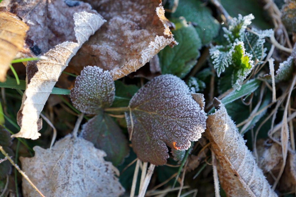Winter cold eiskristalle