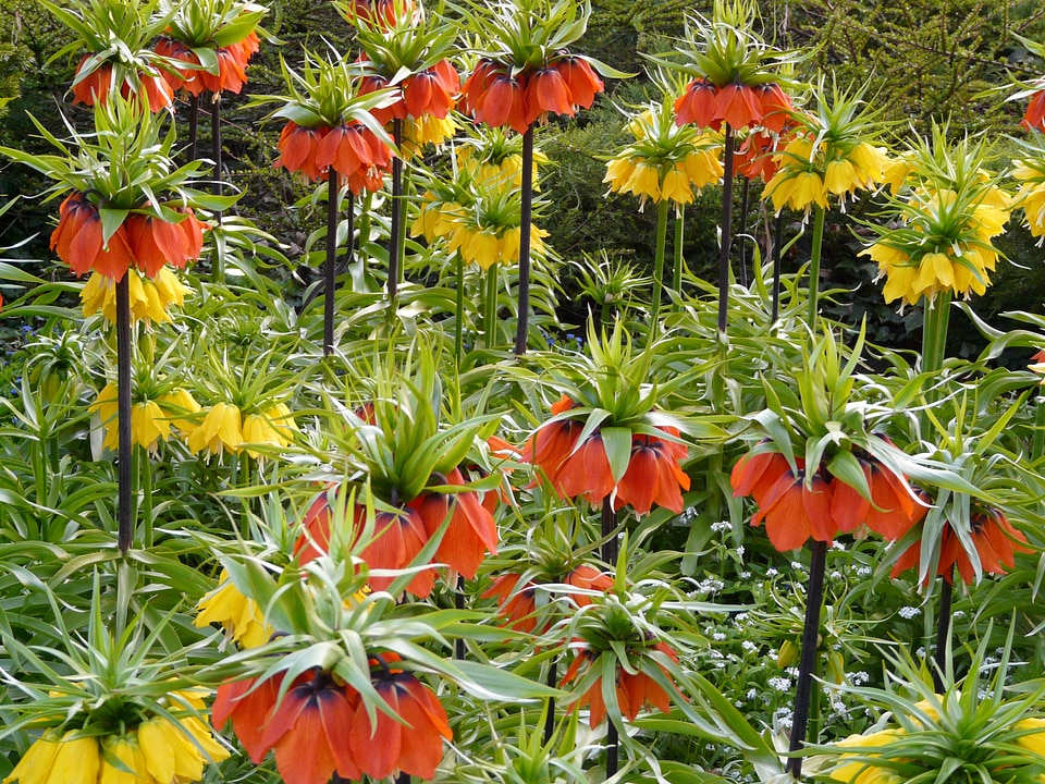 Bloom yellow orange