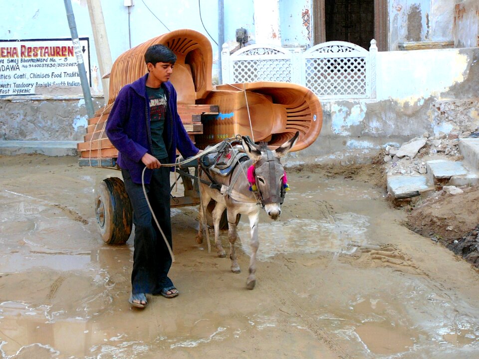 India donkey transport