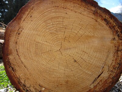 Tree bark grain photo
