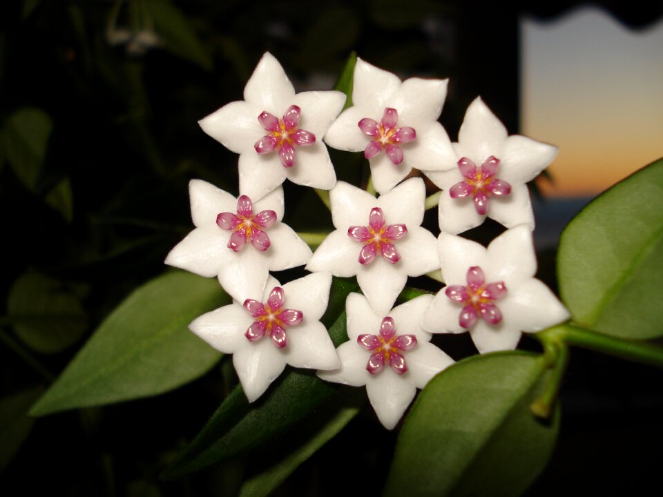 Porcelain flower flower plants