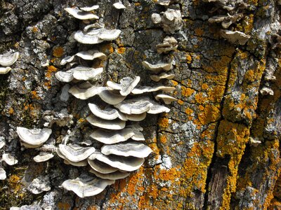 Tree fungi infestation tribe photo
