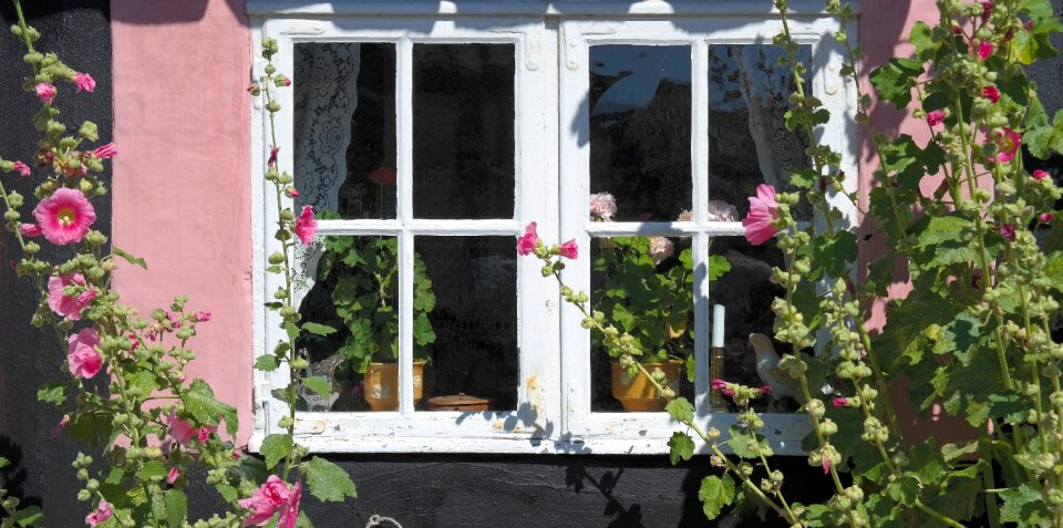 Flowers bornholm denmark