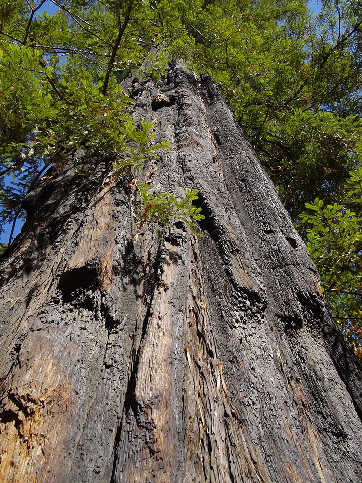 Nature california usa