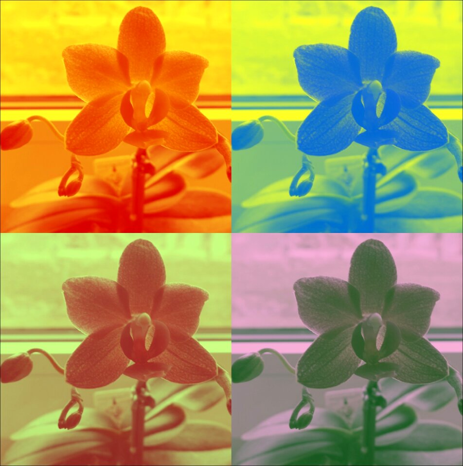 Bloom beautiful bright