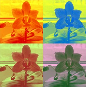 Bloom beautiful bright