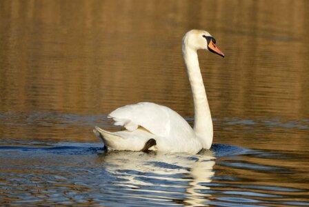 Waterfowl whooper swan swimming