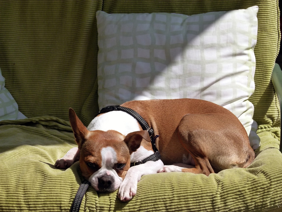 Canine couch pillow photo