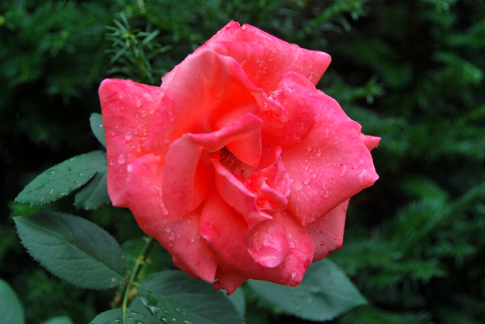 Garden petal flower