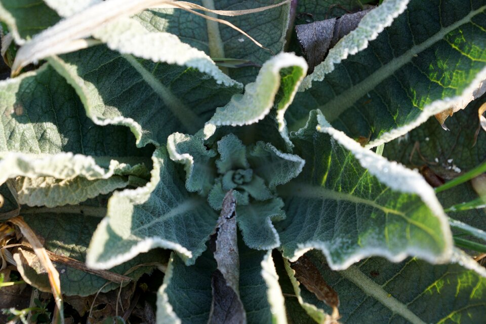 Winter cold eiskristalle