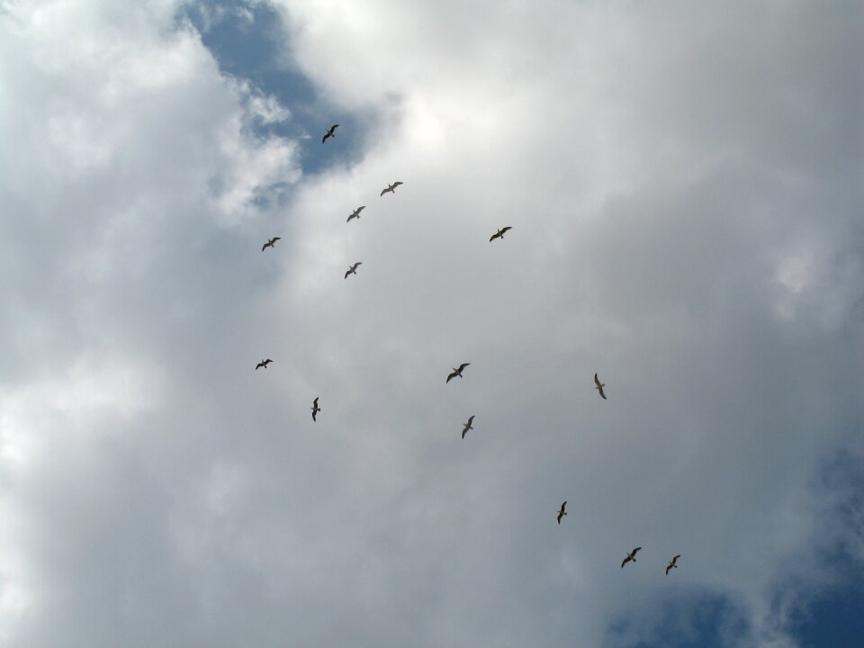 Clouds seagull fly