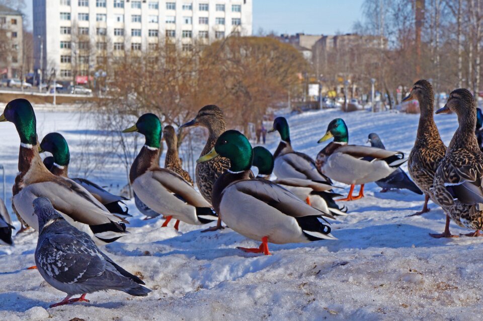 Birds water winter