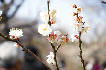 Flowers plum blossoms white flowers