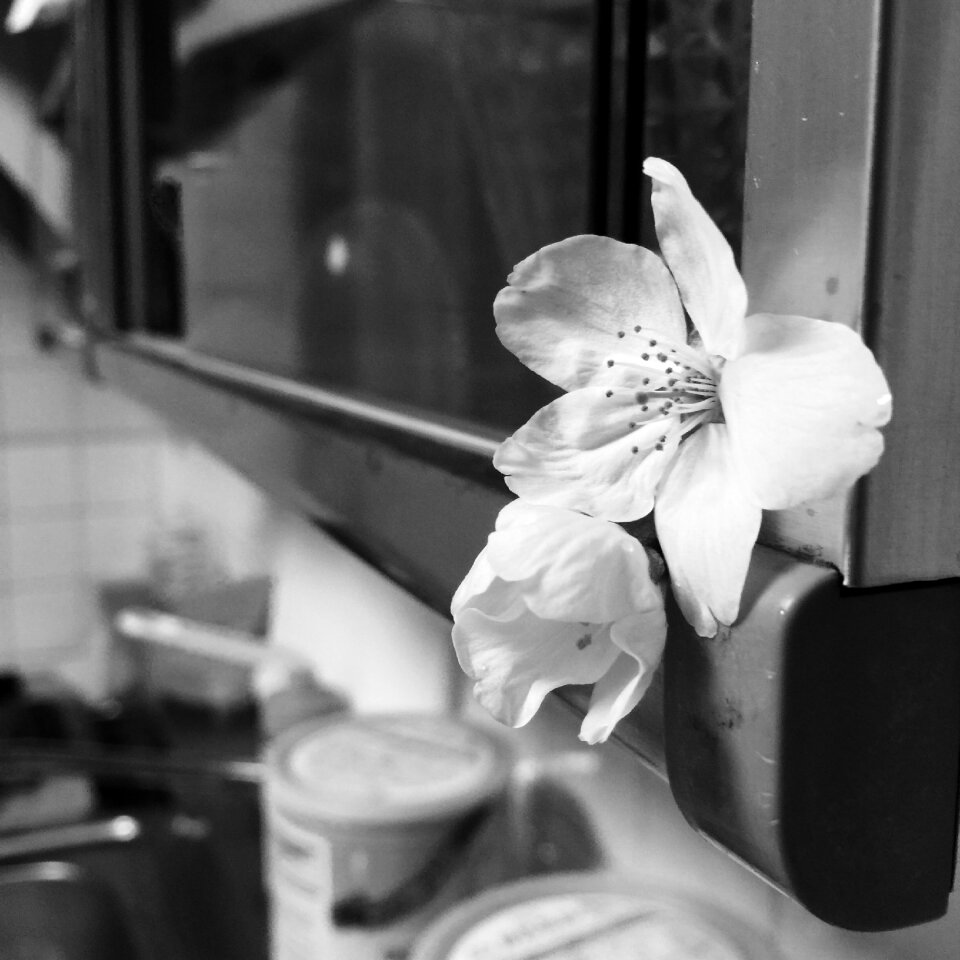 Flower kitchen white flower