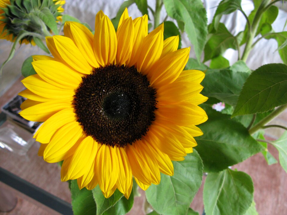 Sunflower yellow still life