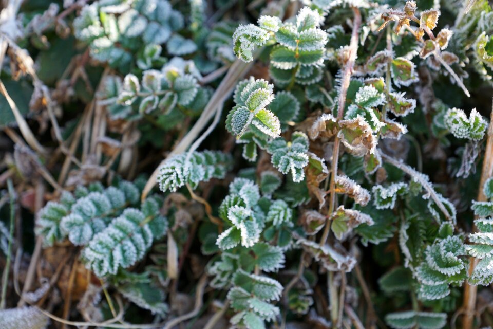 Winter cold eiskristalle