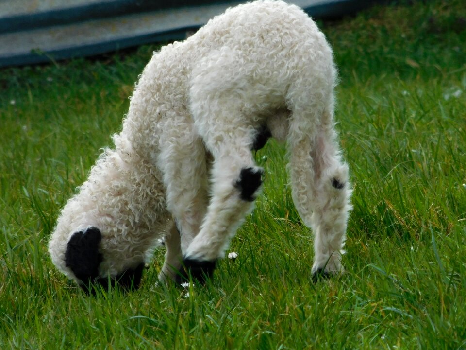 Meadow spring cute