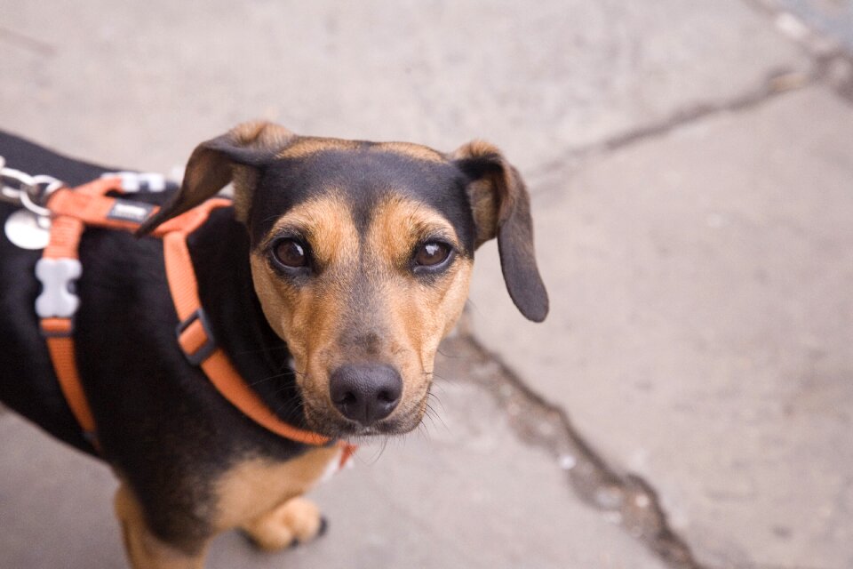 Doggy holding anxious pet