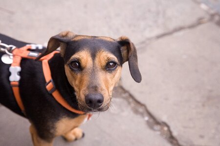 Doggy holding anxious pet photo