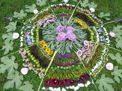Nature flowers summer