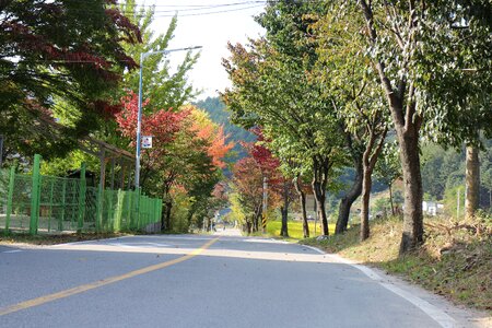 Landscape wood autumn leaves photo