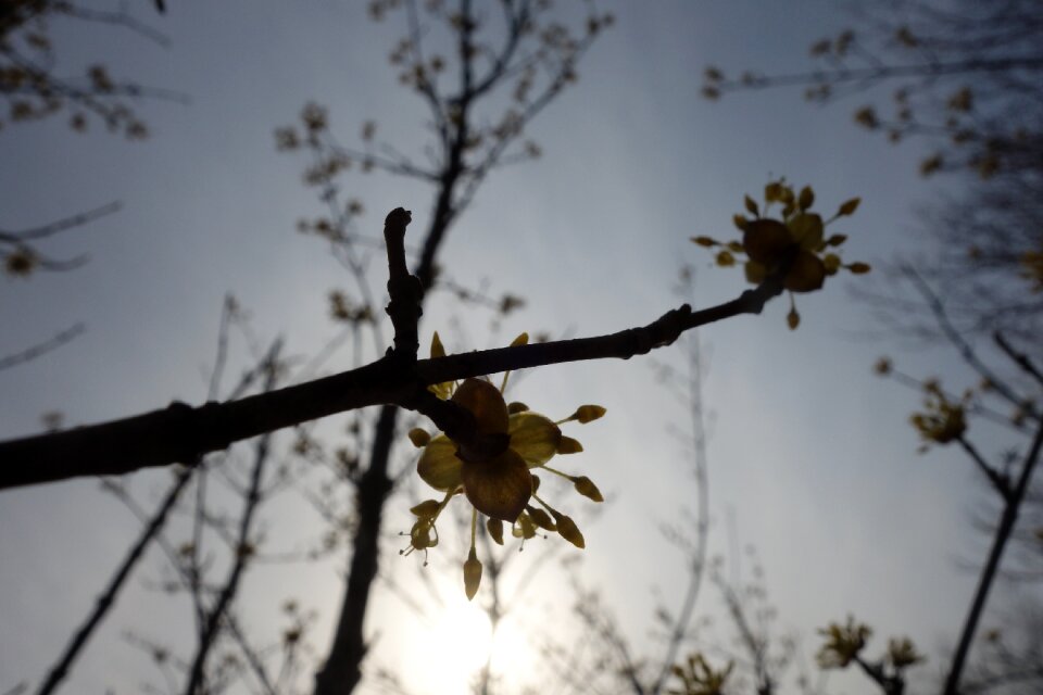 Light cherry blossom life