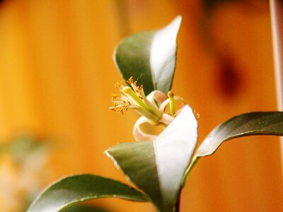Citrus fruits blossom bloom