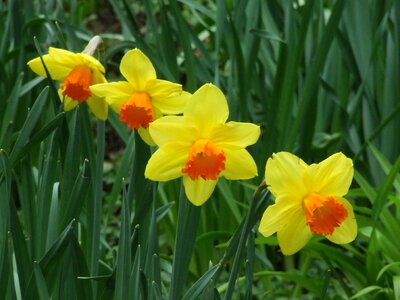 Flower spring flower yellow spring flower