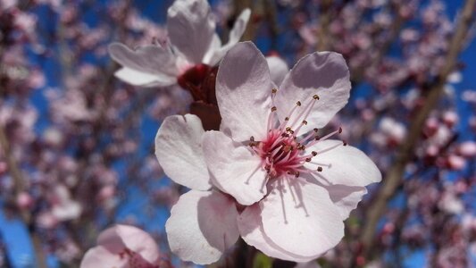 Flower white blooming