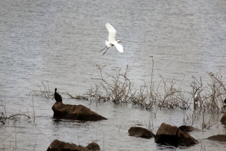 Animal bird white photo