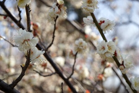 Natural plum japan