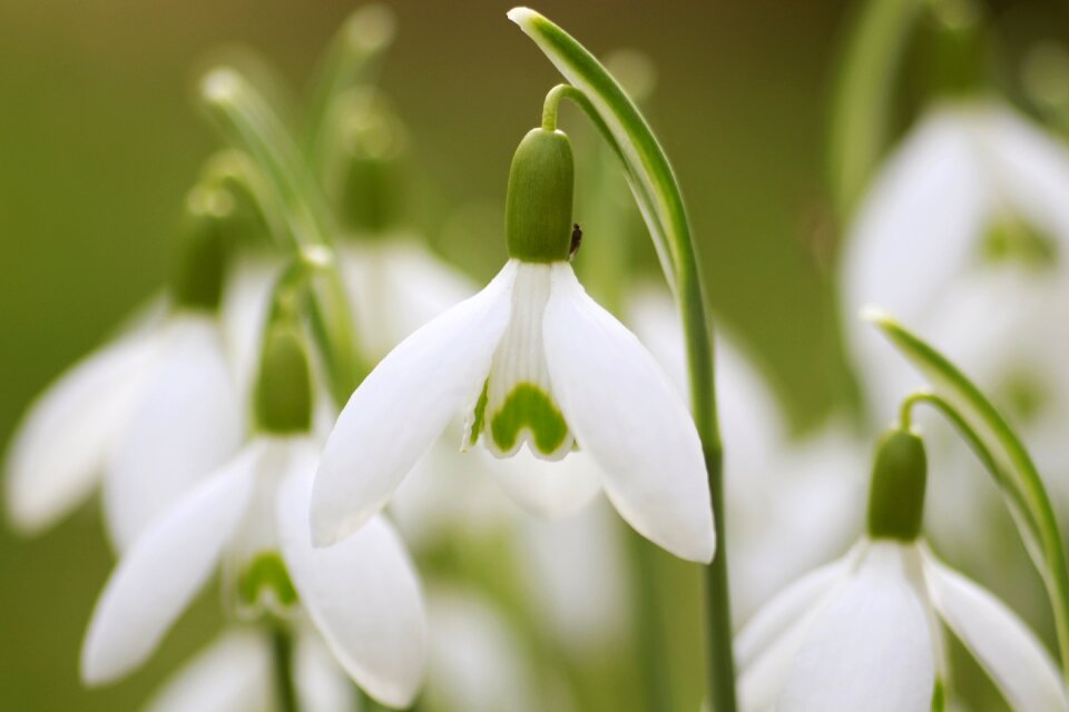 Spring nature blossom photo